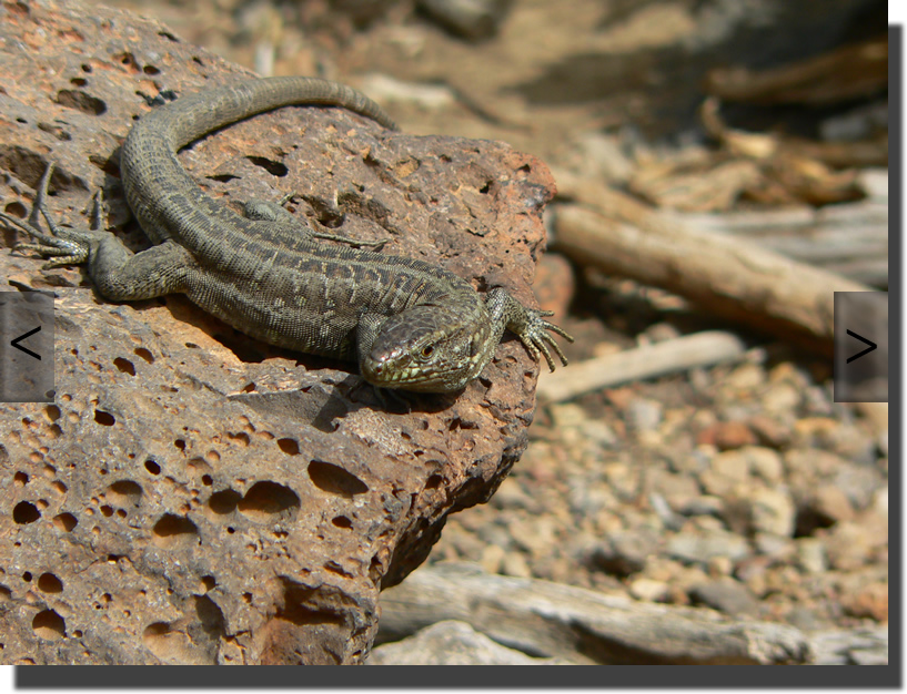 Gallotia galloti galloti